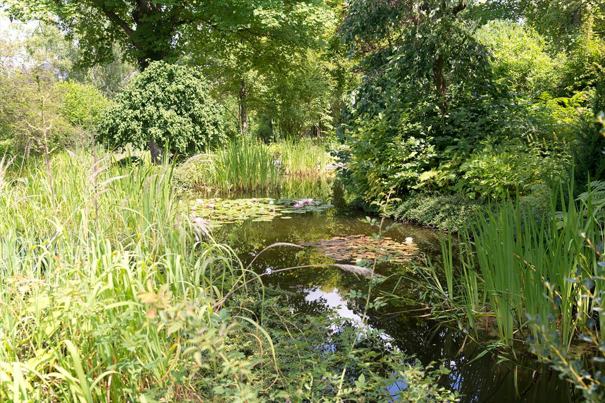 kleiner See umgeben von Büschen und Gräsern im Park des Cup Vitalis